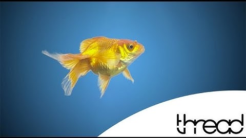 Thread Digital Video Production