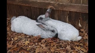 What to do if your rabbits won't breed like rabbits!