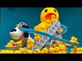 SATISFYING ASMR DUCKS LOOPING #TRENDING #SATISFYING #ASMR