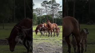 Squad goals!! 😍 #horse #equestrian #horses #squad