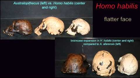 SYMPATRIC SPECIATION: TEMPORAL ISOLATION