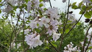Foxglove tree - branches, twigs &amp; flowers - April 2026