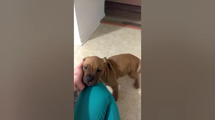 Orange puppy