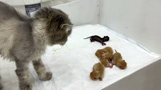 Mama cat abandoned her newborn kittens, other cats rush to help