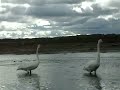 Swan ́s whispers