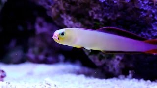 Красивый Нано аквариум с рыбками Красивый Нано аквариум с рыбками