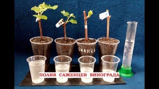 Полив винограда. Как часто поливать саженцы винограда дома?