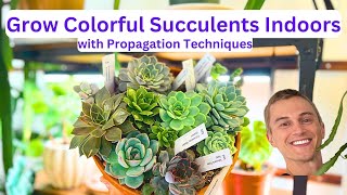 Growing Colorful SUCCULENTS INDOORS  How to Propagate Leaves & Beheading Method  Complete Tutorial