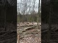 Skidding some logs out #cat #skidder #timber #fyp
