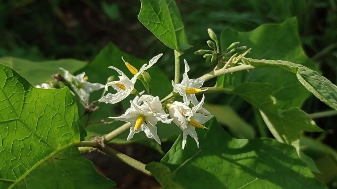 Simply free, maxfloor music