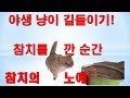 귀농 고양이 일상 vlog - 야생 냥이 친해지기 참치의 유혹!