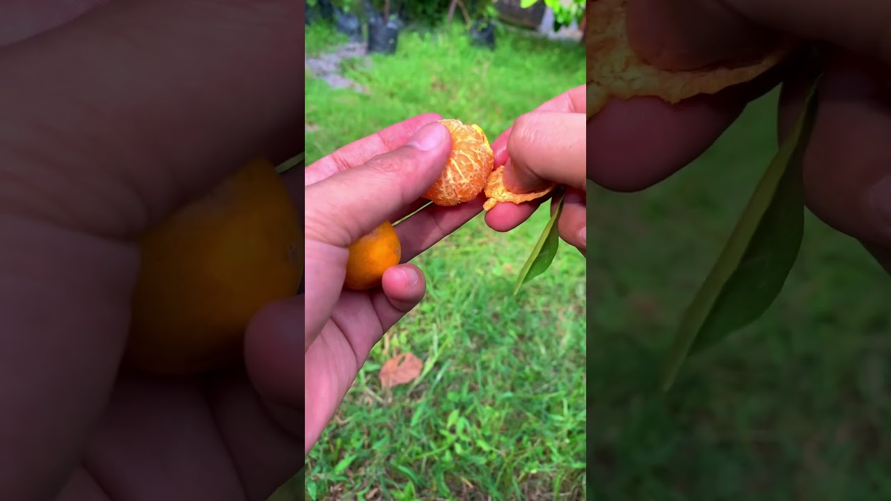 Panen jeruk santang super genjah mudah berbuah 