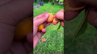 Harvesting Super Earlygrowing Santang Oranges Easy To Bear Fruit earlygrowingoranges easytob