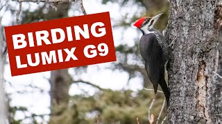 Birding with the Lumix G9 and 100-300mm Lens