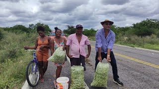 COLHEITA DE UMBÚ NA REGIÃO DE CONCEIÇÃO DAS CRIOULAS SALGUEIRO NO SERTÃO PERNAMBUCANO.