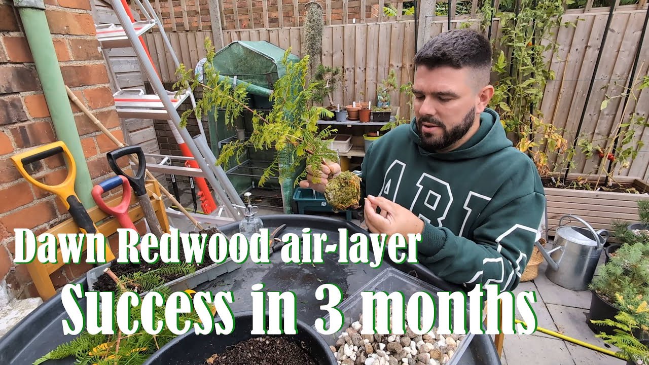 Successful Dawn Redwood air-layer in 3 months
