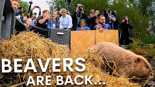 They released Beavers to London! here’s what happened...