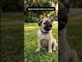 If Dogs Spoke… They’d Say This #dogpov #doglove #funnydog #doghumor #relatable #shorts #fyp