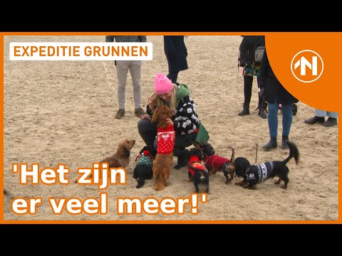 Video: Merken doen mee aan de 'Fur Baby'-trend van Millennial