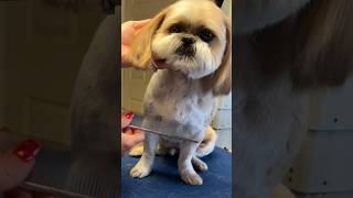 Try this Dog Grooming Trick
