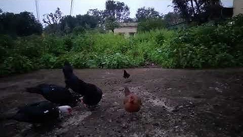 Cob tsib nyiag qaib heev muab thauj mus tsev tag tshuav li no txaus tu siab kawg li 