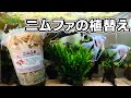 水質浄化の救世主 成長が止まったニムファの植替え