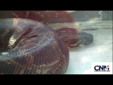 Big Burmese Python in 1080P HD - by John D. Villarreal