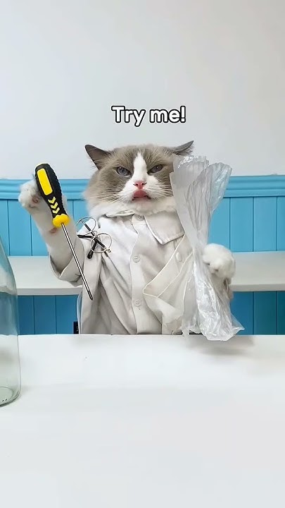 Smart cat #cat - YouTube