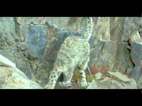 Snow Leopard Camera Trap Thief - Tajikistan
