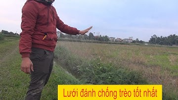 Lưới đánh trích, sâm bám chim như thế nào? giới thiệu thực tế cho anh em