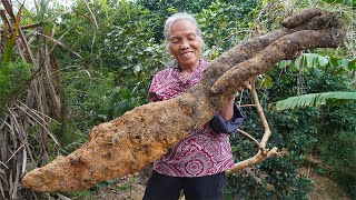 半人高的鑽地薯，種植一年有10斤，阿婆挖回給孫子做薯包肉Grandma uses super large sweet potatoes to make traditional Chinese food