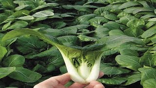 Extra Dwarf Pak Choy | Brassica rapa | Taste test