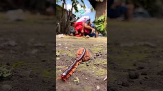 Magical Snoring, A Piece Of Chocochips That Can Summon Phantom Millipede To Return