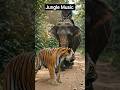 jungle music #guitarsolo #trendingshorts #guitarist #guitar #foryou #guitarplayer