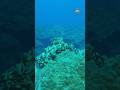 Octopuses are bizzar
