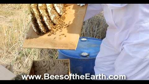 Honey Bee Cutout from a swarm trap into top bar hive(part 1)