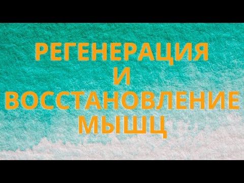 Регенерация и восстановление мышц