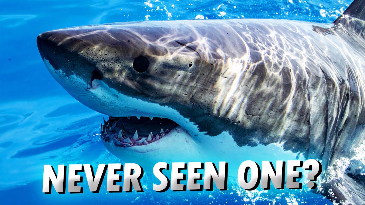 Why You’ll NEVER See a Great White Shark in Captivity