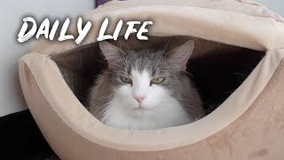 An ordinary afternoon of cats | Norwegian forest cat by Norwegian Forest Cats 773 views 2 years ago 5 minutes, 8 seconds
