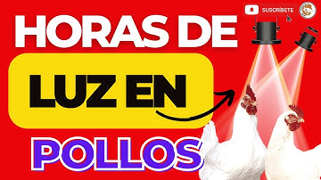 🏅ASÍ MANEJAMOS LAS HORAS DE LUZ EN LOS POLLOS DE ENGORDE 😱