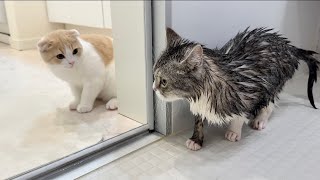 お風呂で濡れて小さくなっちゃった兄と再会した子猫の反応がかわいすぎたw