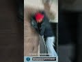Efficient Wall Chasing tool for Electrical Installation #tools