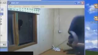 Screaming Windows Xp Guy