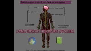 Peripheral Nervous System | Response to The Environment (Humans) | Full Class| 18/04/2024| #grade12