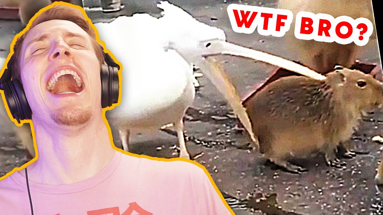 Die "nettesten" Tiere der Welt - r/AnimalsBeingJerks