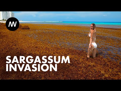 Video: Sargasso algae: larawan, paglalarawan at mga tampok