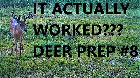 Rut Scents in SUMMER!? RESULTS = BIG BUCKS