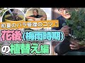 【バラの育て方】初夏のバラ管理のコツ♪花後(梅雨時期)の植替え編（2021年6月5日）