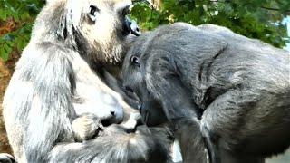 20220601 上野動物園　ニシゴリラ②　赤ちゃんゴリラにチューしたりツンツンする、お兄ちゃんになったリキ　newborn baby gorilla