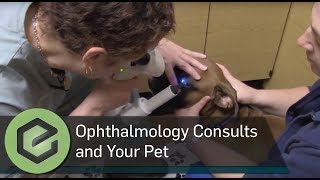 Veterinary Ophthalmology Consults and Your Pet